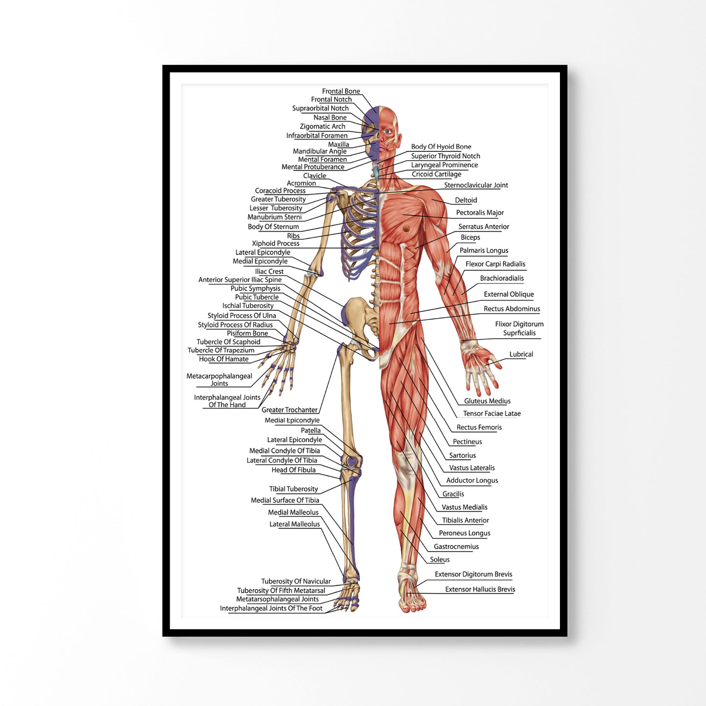 Anatomical Body Human Skeleton Home Decor Premium Quality Poster Print Choose Your Sizes
