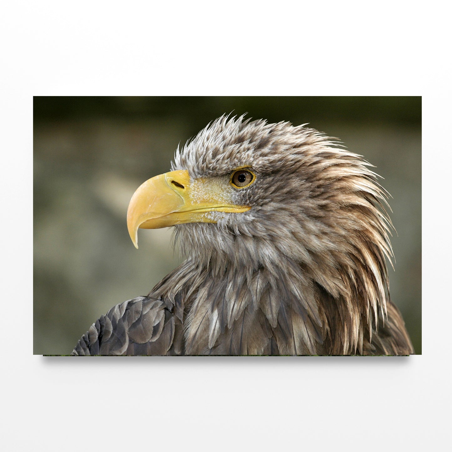 White-Tailed Eagle Close-Up Portrait Wall Art Decor 100% Australian Made
