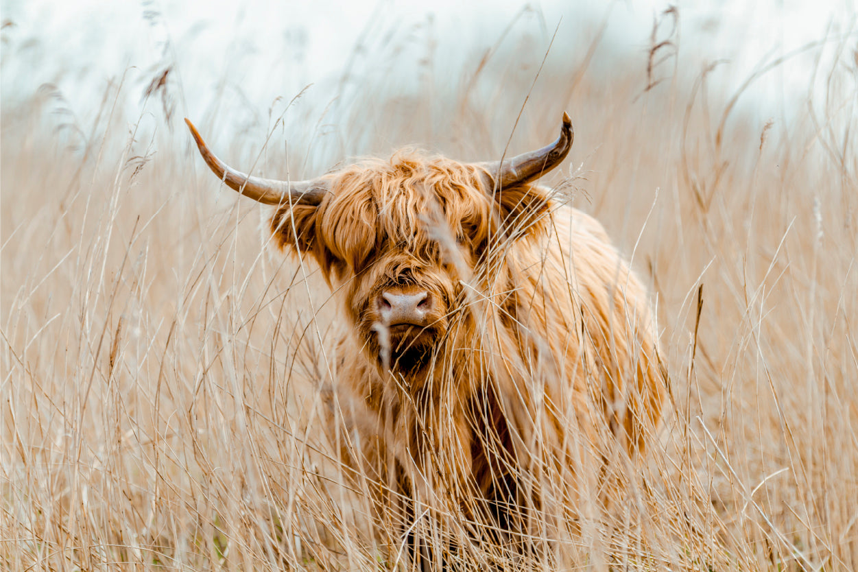 Rustic Farmhouse Highland Cow with Neutral Toned Wheat Field Wall Art Decor 100% Australian Made