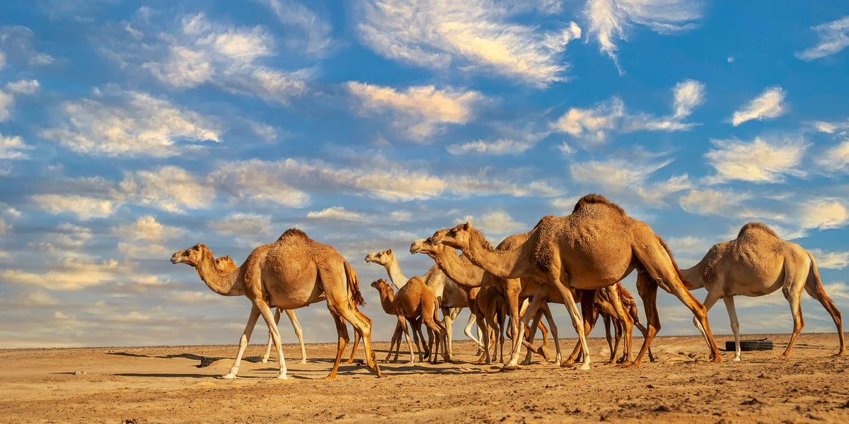 Sahara Desert Camel Caravan Safari Sunset Wall Art Canvas Office Home Framed 120x60cm
