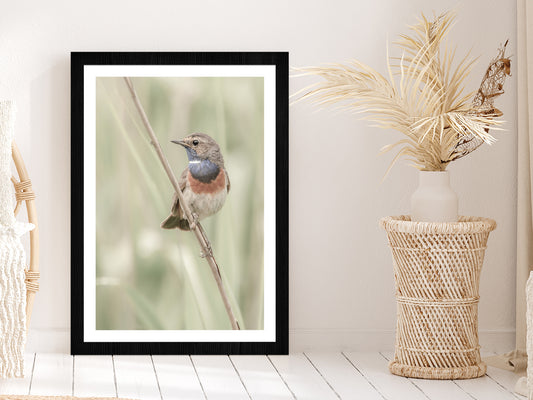 Bluethroat Bird on Branch Photograph Glass Framed Wall Art, Ready to Hang Quality Print With White Border Black