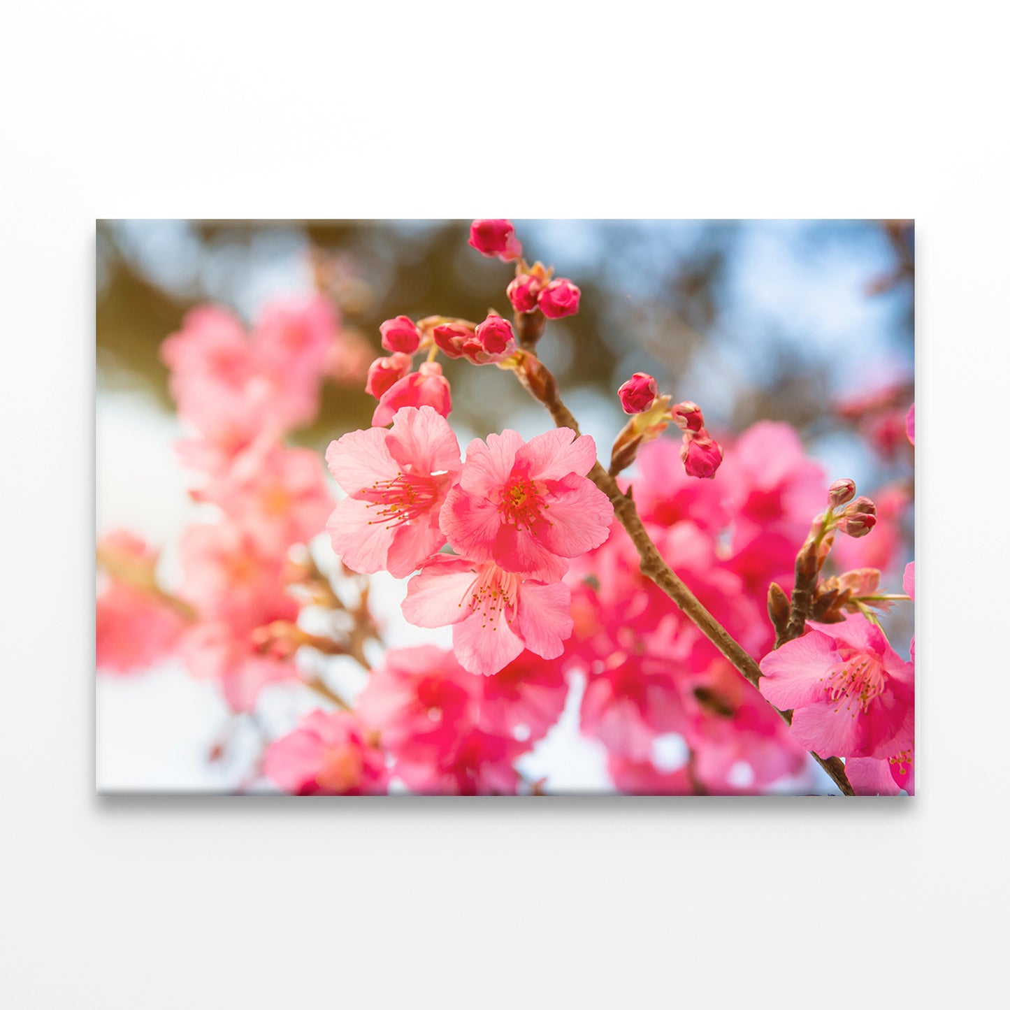 Cherry Blossom on Doi Angkhang, Thailand Wall Art Decor 100% Australian Made