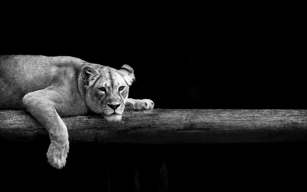 Lioness Laying on a Branch B&W 90x60cm Print 100% Australian Made - Bella Home Decor