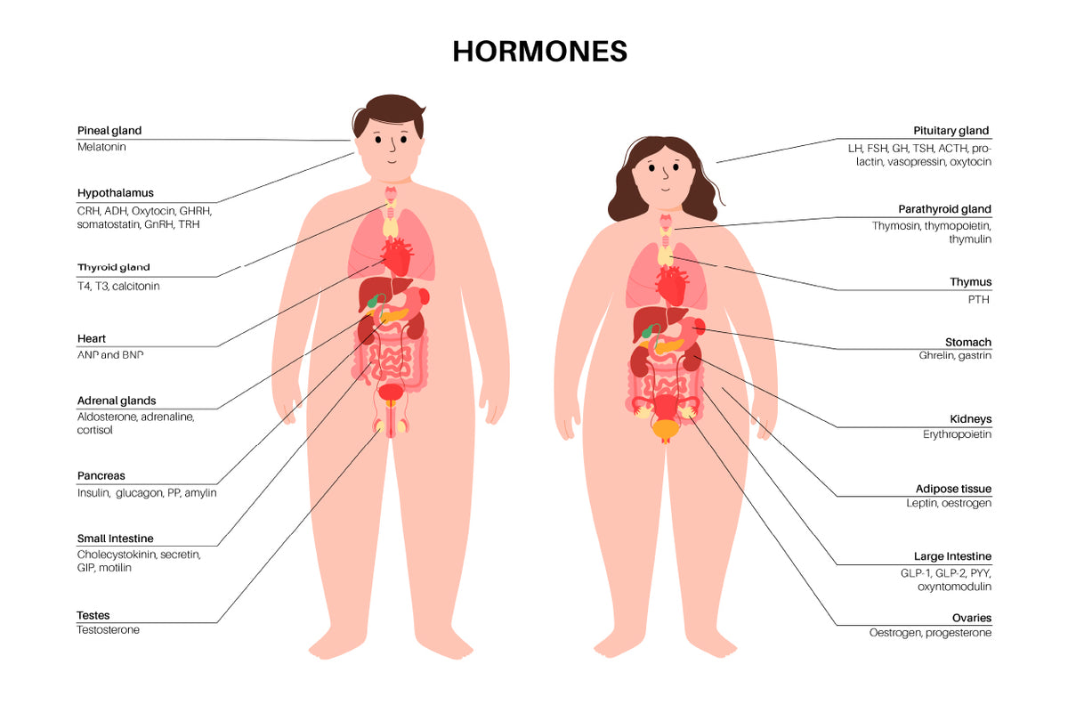 Hormones In Human Body Illustration Home Decor Premium Quality Poster Print Choose Your Sizes