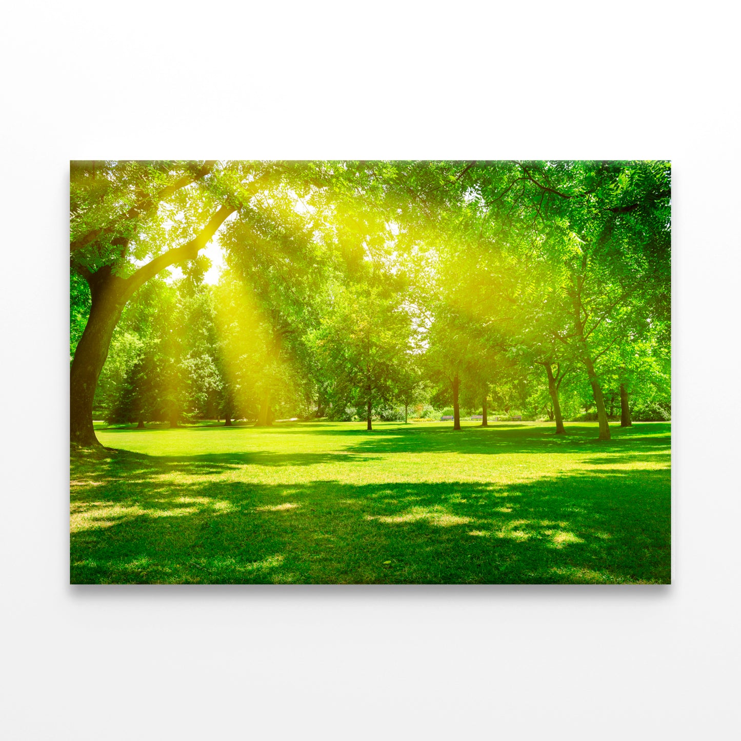 Sunrise Beam in Beautiful Park Wall Art Decor 100% Australian Made