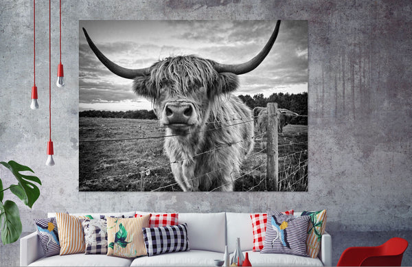 Black and White Highland Cow Popular 90x60cm Print 100% Australian Made - Bella Home Decor