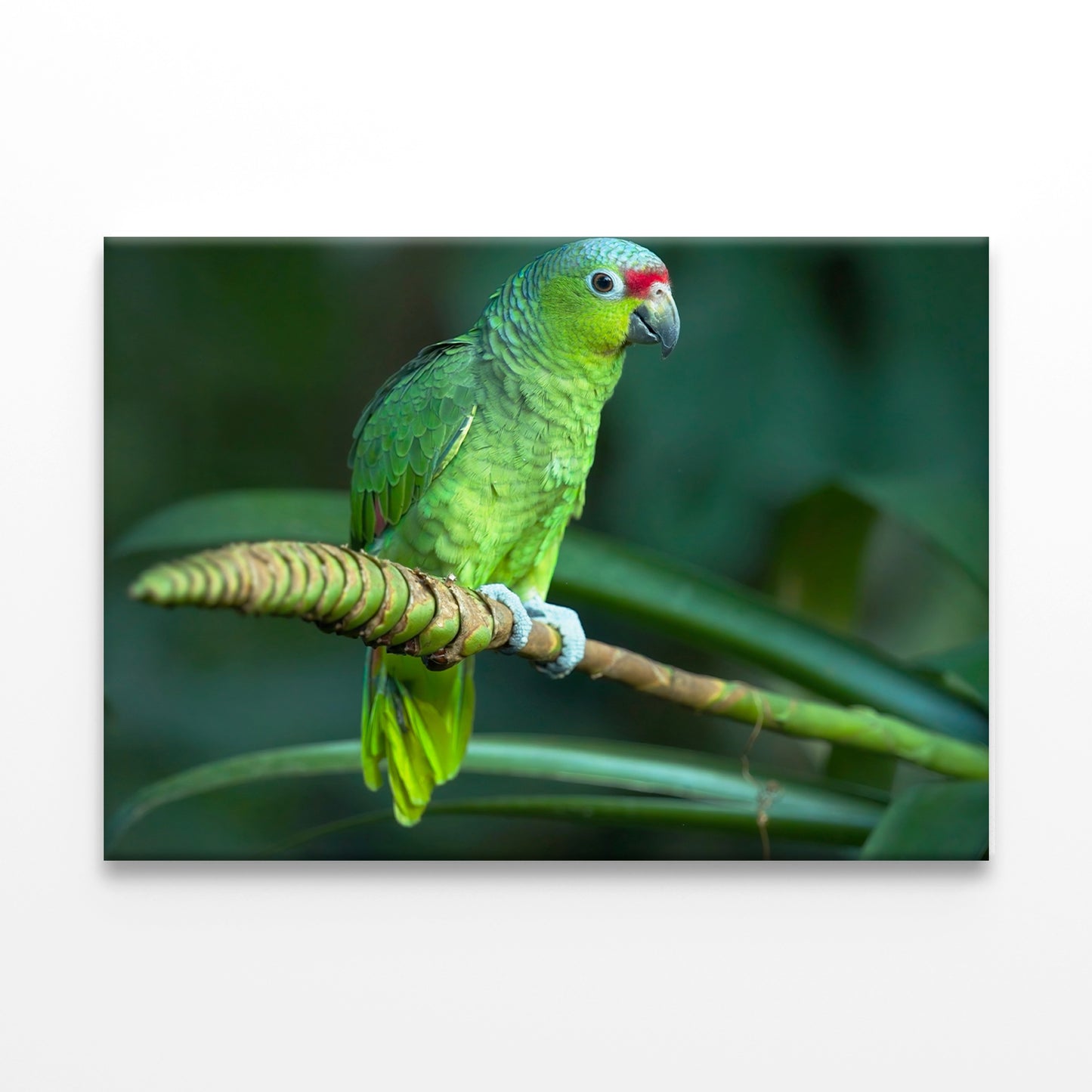Red-Lored Amazon Parrot Costa Rica Wall Art Decor 100% Australian Made