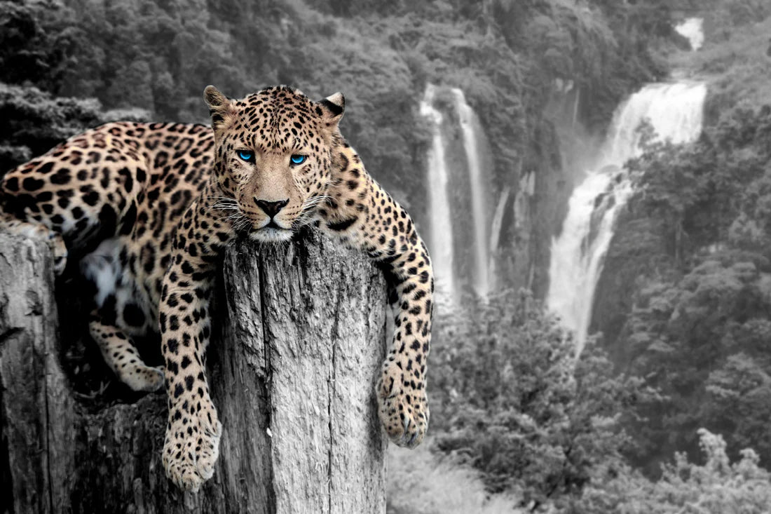 Black and White Tiger with Blue Eyes 90x60cm Print 100% Australian Made - Bella Home Decor