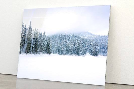Coniferous Forest on Snow Acrylic Glass Print Tempered Glass Wall Art 100% Made in Australia Ready to Hang