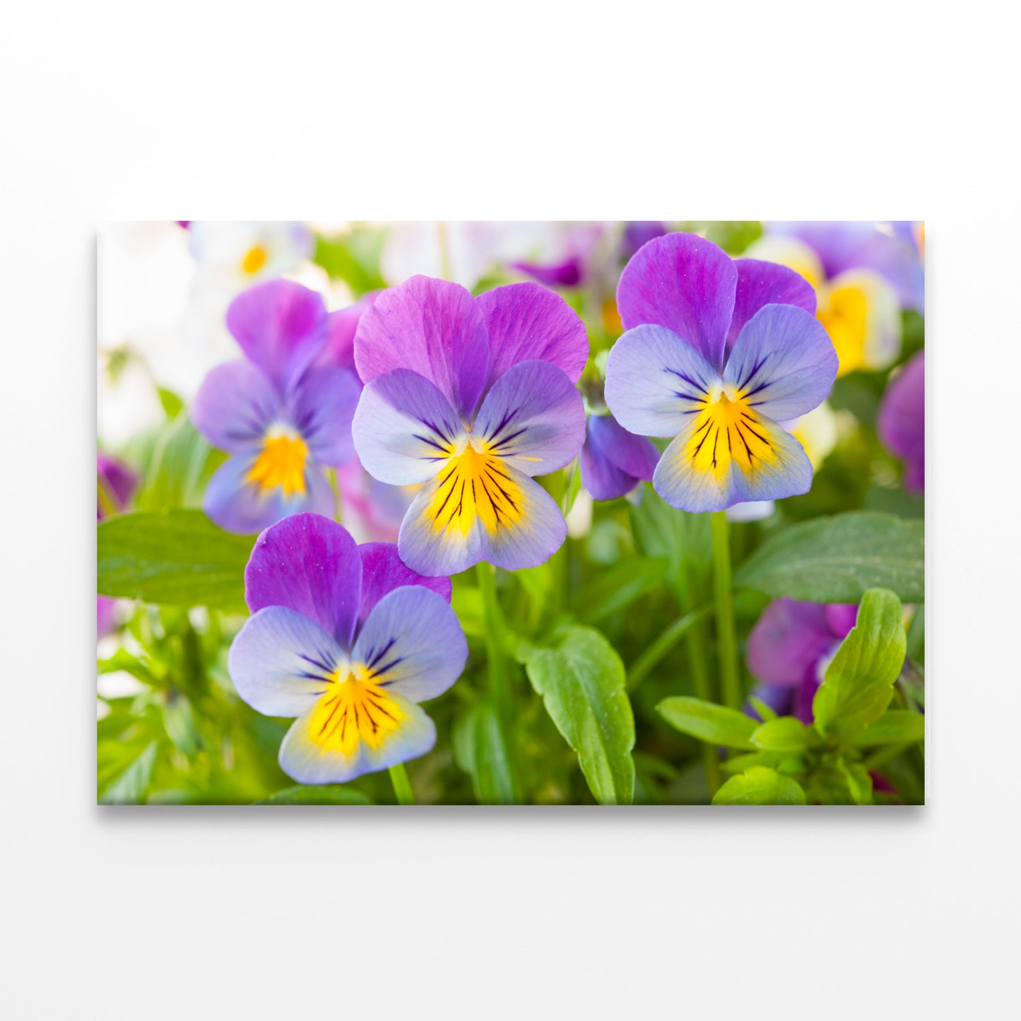 Beautiful pansy flowers in garden Wall Art Decor 100% Australian Made