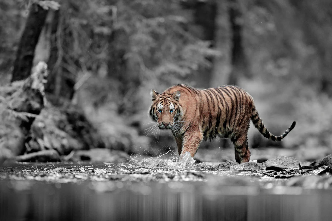 Blue Eye Tiger at Forested River 90x60cm Print 100% Australian Made - Bella Home Decor