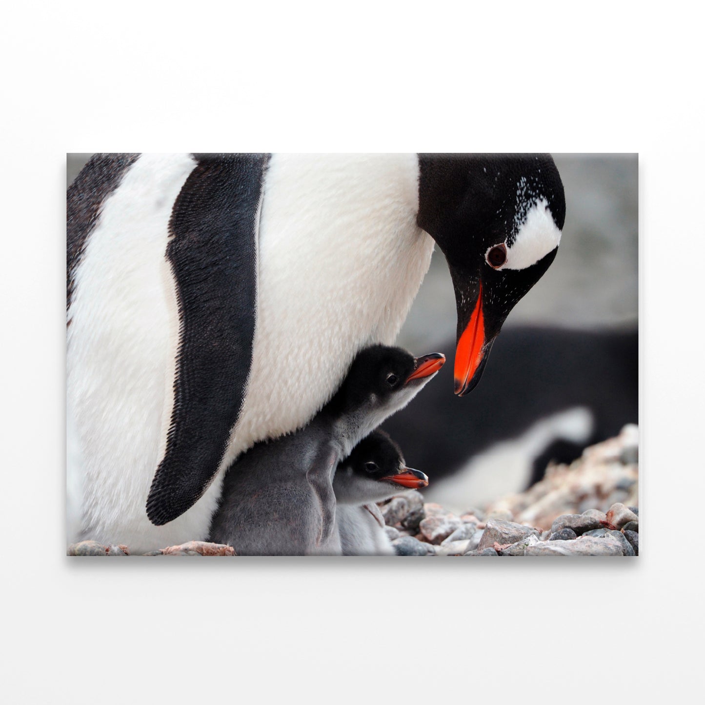 Caring Gentoo Penguin two chicks Wall Art Decor 100% Australian Made