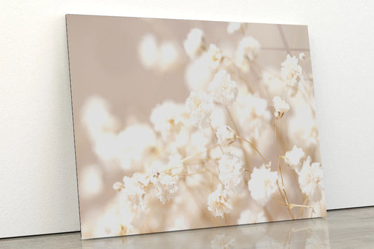 Dry Little White Flowers Acrylic Glass Print Tempered Glass Wall Art 100% Made in Australia Ready to Hang