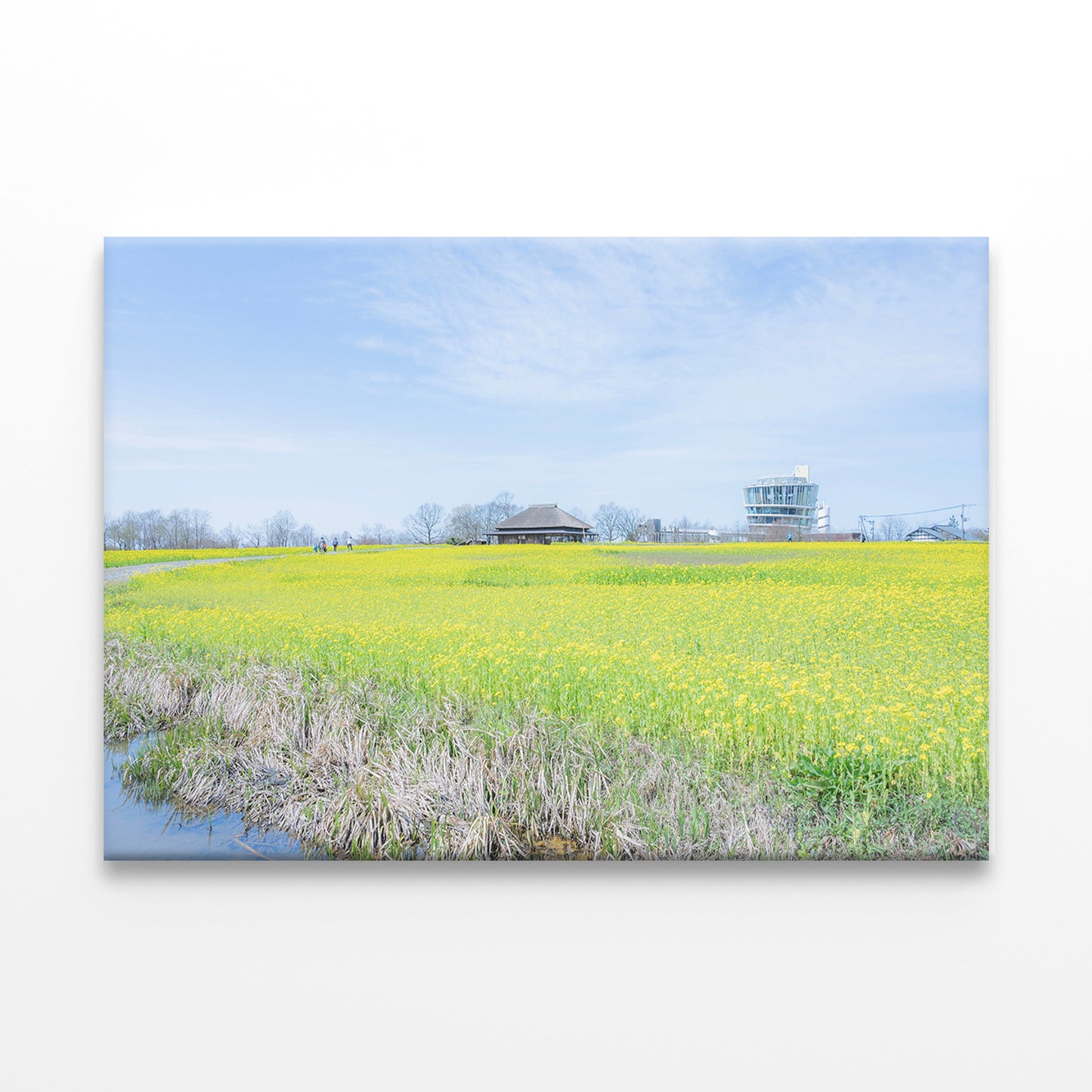 Field Canola Flowers Fukushima Lagoon Wall Art Decor 100% Australian Made