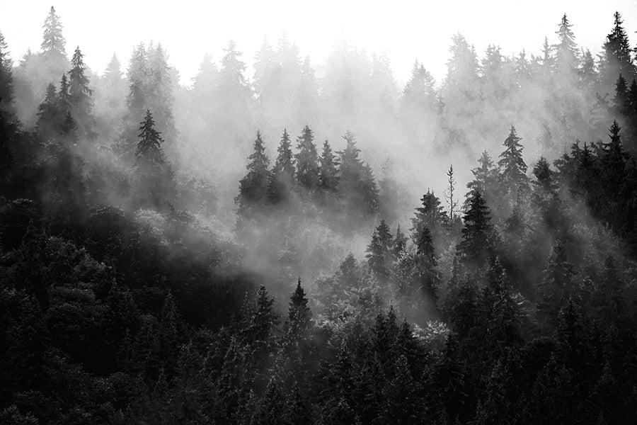 Trees In Mist Black And White Forest 90x60cm Print 100% Australian Made - Bella Home Decor