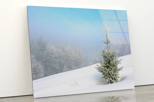 Little Fir Tree Acrylic Glass Print Tempered Glass Wall Art 100% Made in Australia Ready to Hang