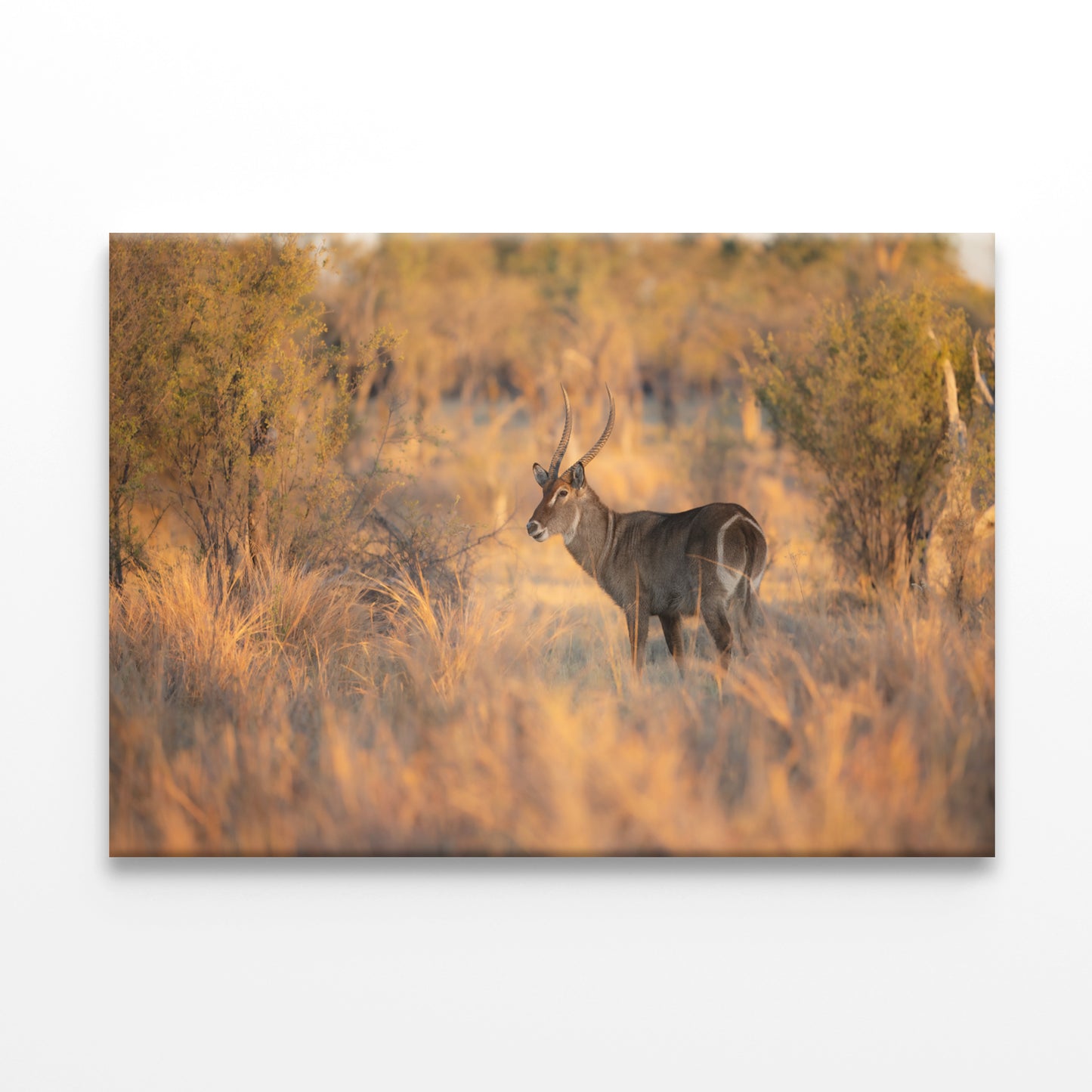 Waterbuck Close-Up in Uganda Wall Art Decor 100% Australian Made