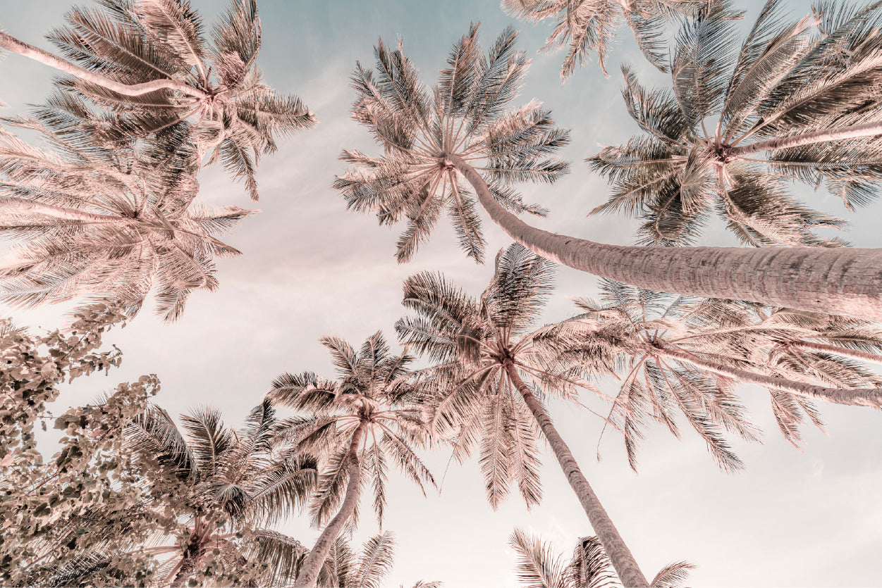 Palm Trees Below View Sunset Sky Faded Photograph Glass Framed Wall Art, Ready to Hang Quality Print