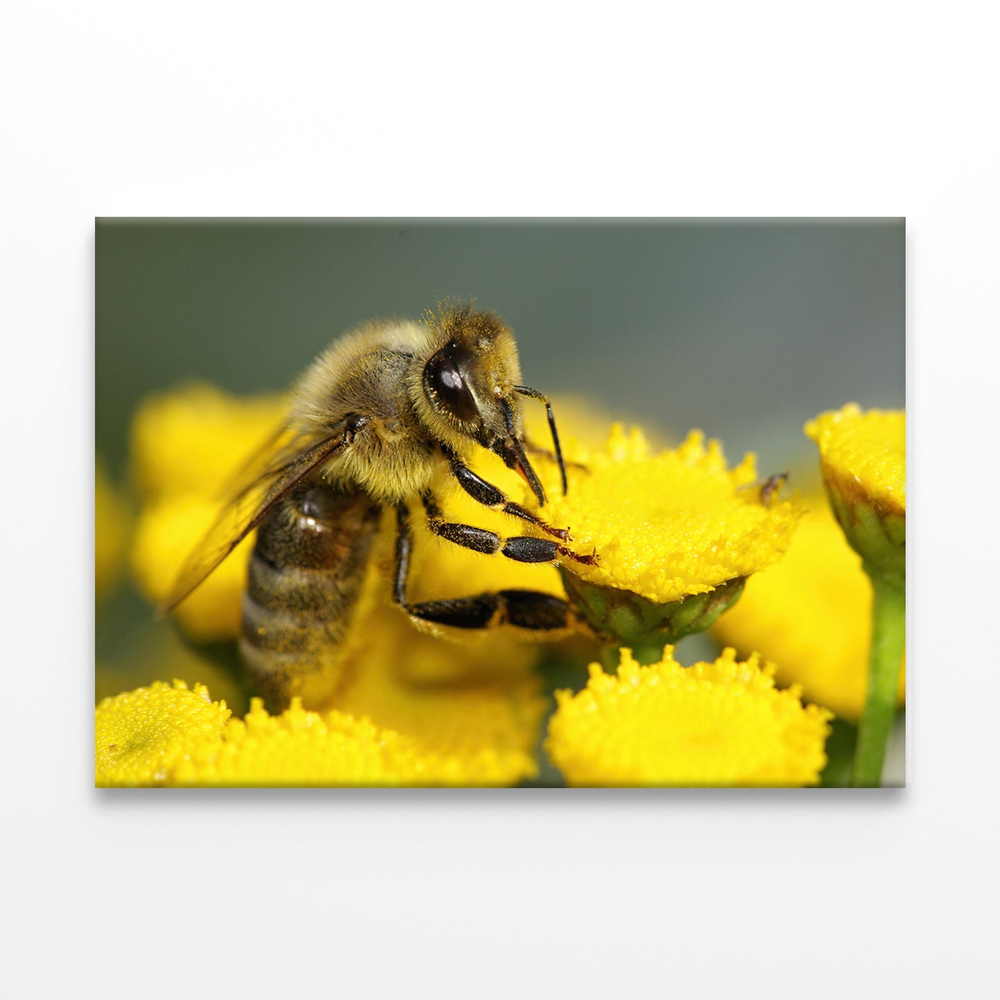 Bee on yellow Flower Wall Art Decor 100% Australian Made
