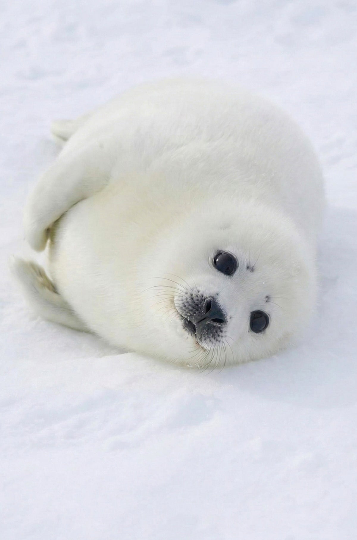 Baby Harp Seal Arctic 40x60cm Metal Print Ready to Hang