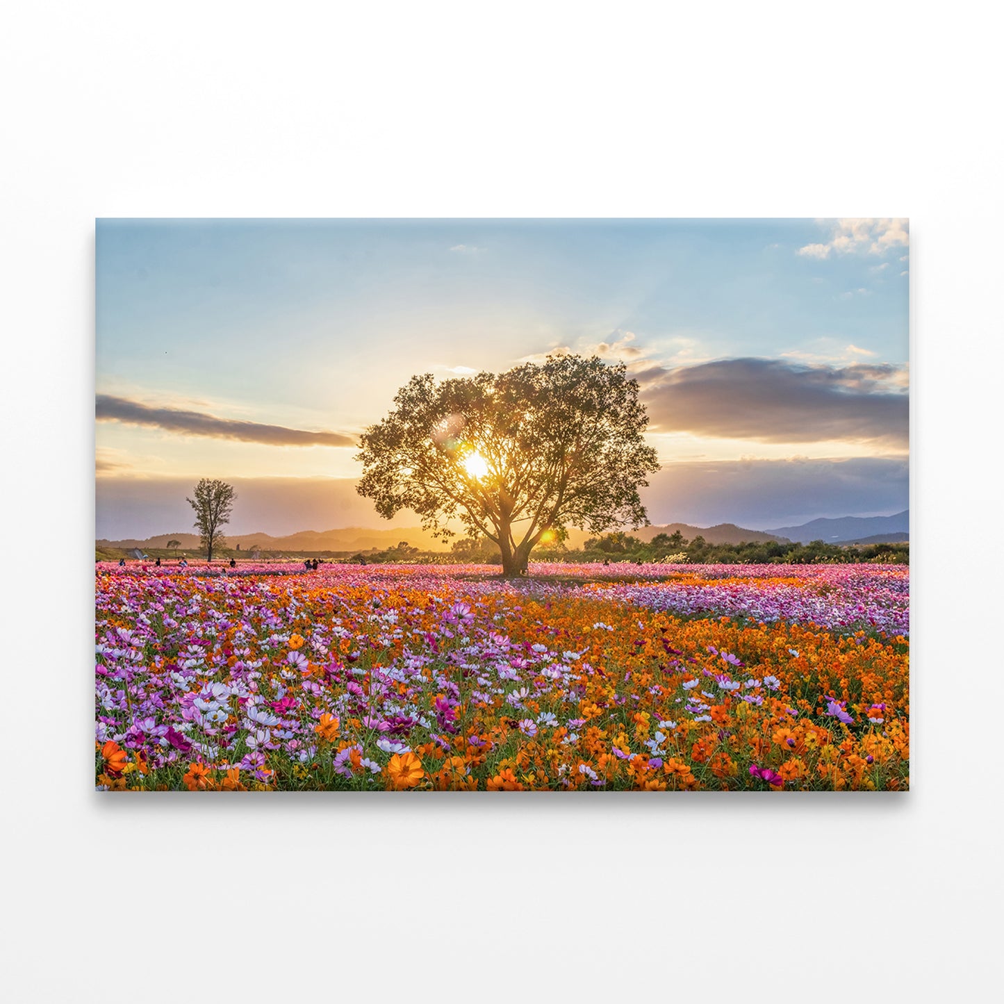 Autumn Fields with Cosmos in BloomWall Art Decor 100% Australian Made