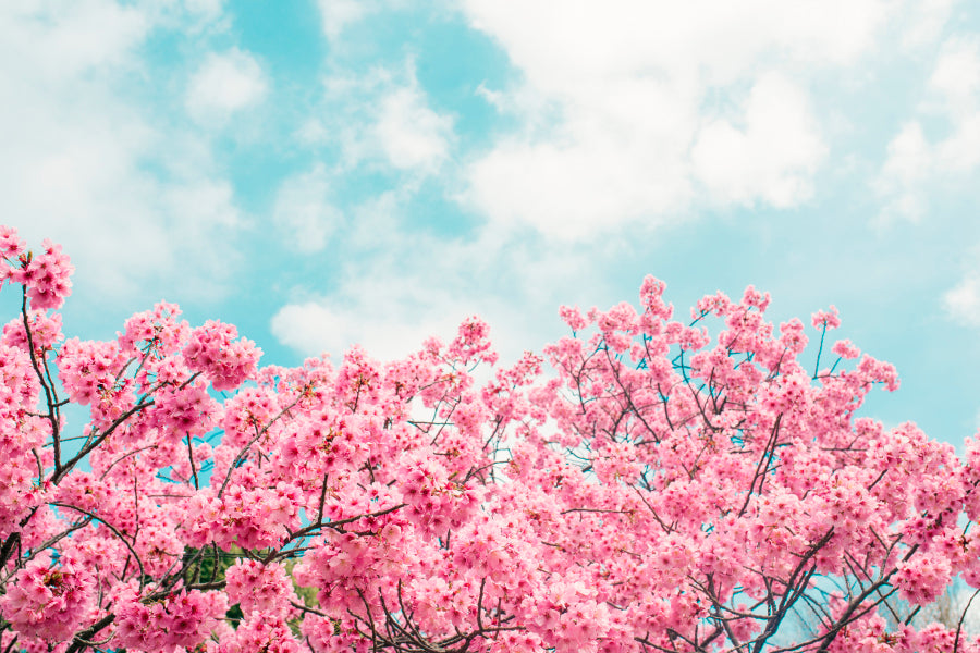 Kawazu Cherry Blossoms Tree & Sky View Wall Art Decor 100% Australian Made