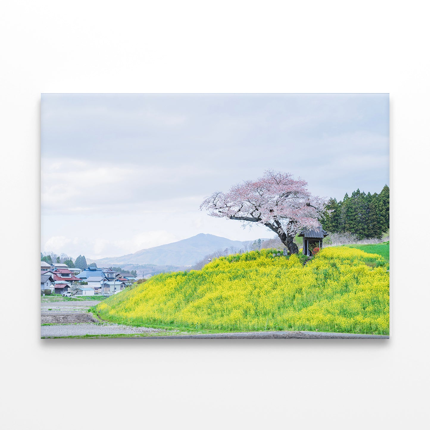 Ozawa Cherry Tree in Tamura City, Japan Wall Art Decor 100% Australian Made