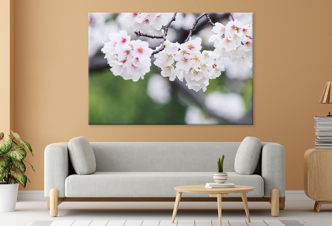 Rain on White Cherry Blossoms Wall Art Decor 100% Australian Made