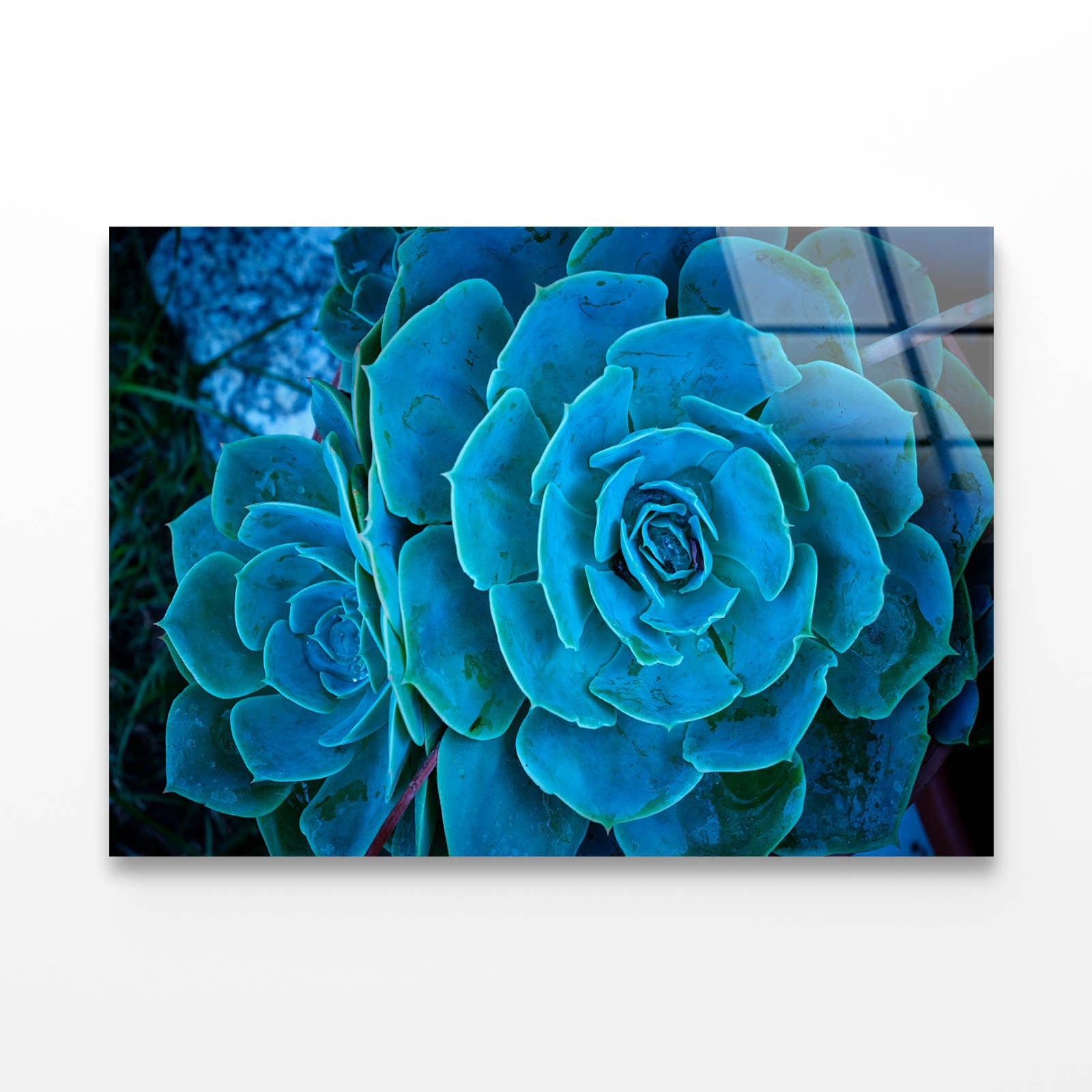 The Green Cactus Plant Acrylic Glass Print Tempered Glass Wall Art 100% Made in Australia Ready to Hang