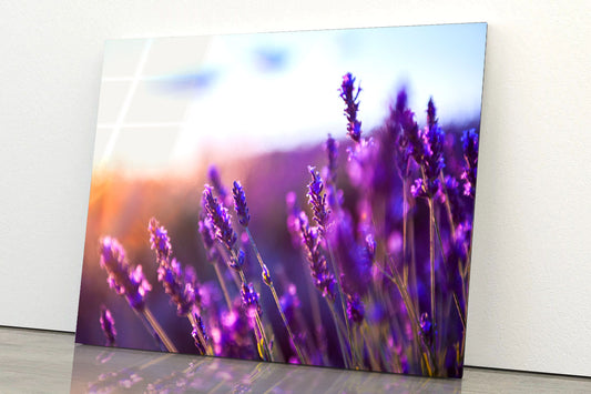 Lavender Flowers at Sunset Acrylic Glass Print Tempered Glass Wall Art 100% Made in Australia Ready to Hang