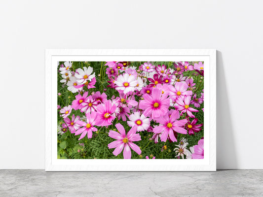 Cosmos Flowers In Green Meadow Glass Framed Wall Art, Ready to Hang Quality Print With White Border White