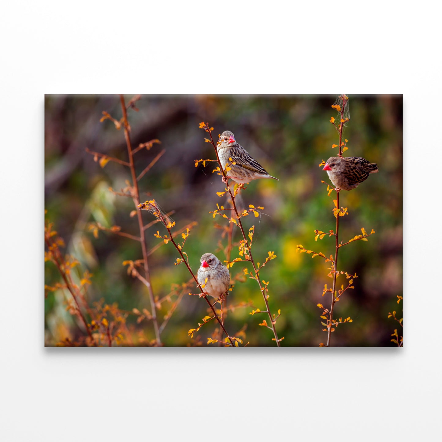 Red-billed Queleas in Kruger Park Wall Art Decor 100% Australian Made