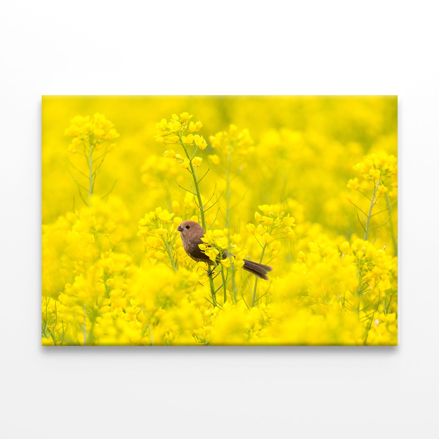 Spring scenery of Nakdonggang River canola fields in Korea Wall Art Decor 100% Australian Made
