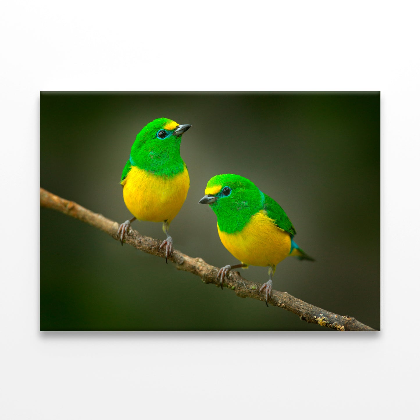 Blue-Naped Tanagers on Branch Wall Art Decor 100% Australian Made