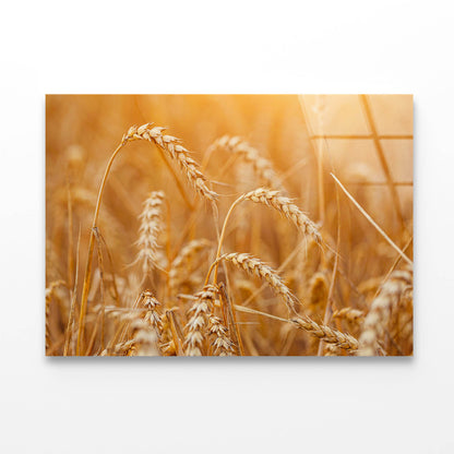 Field of Ripe Wheat Acrylic Glass Print Tempered Glass Wall Art 100% Made in Australia Ready to Hang