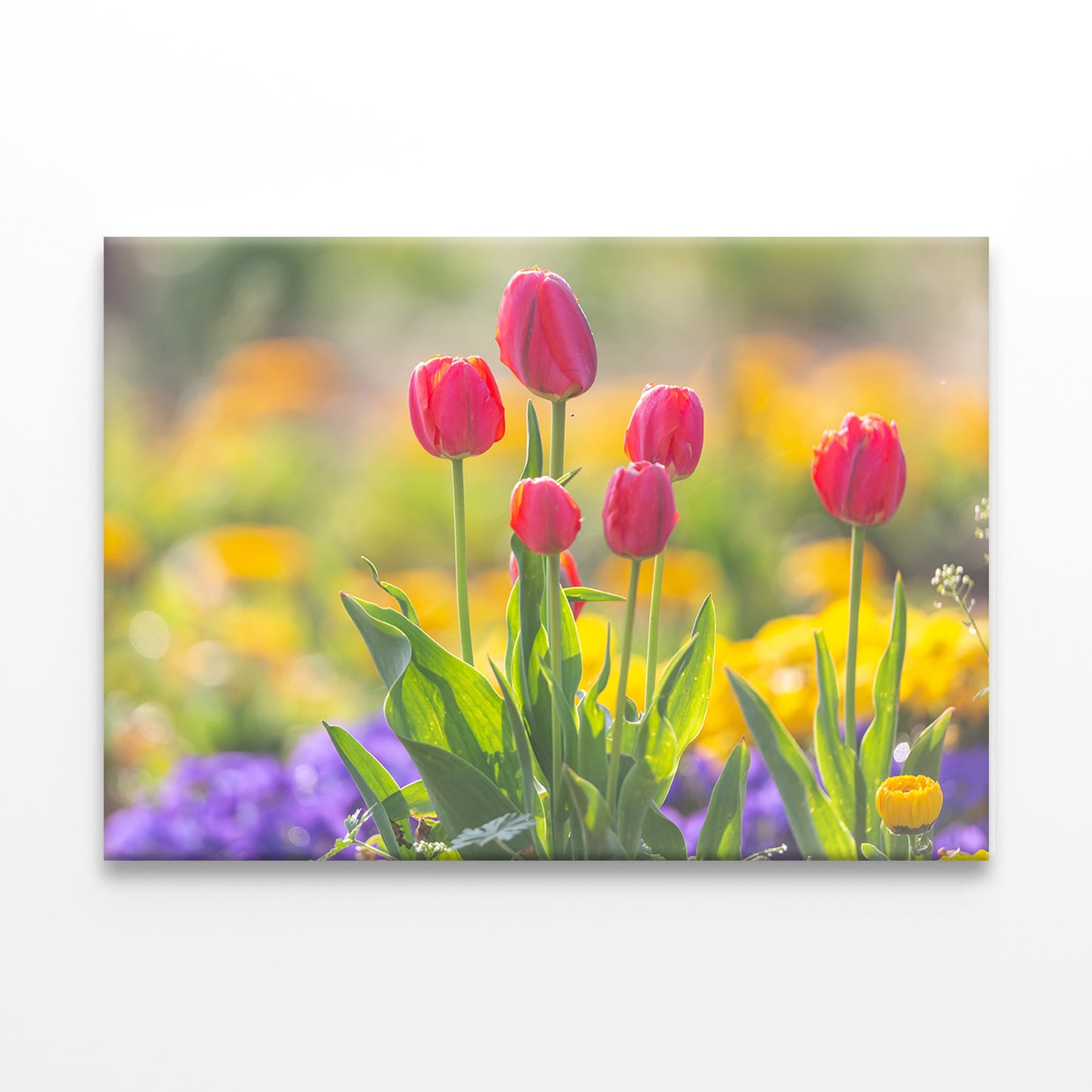Spring scenery of fields along Korea's Nakdong River with tulips blooming Wall Art Decor 100% Australian Made