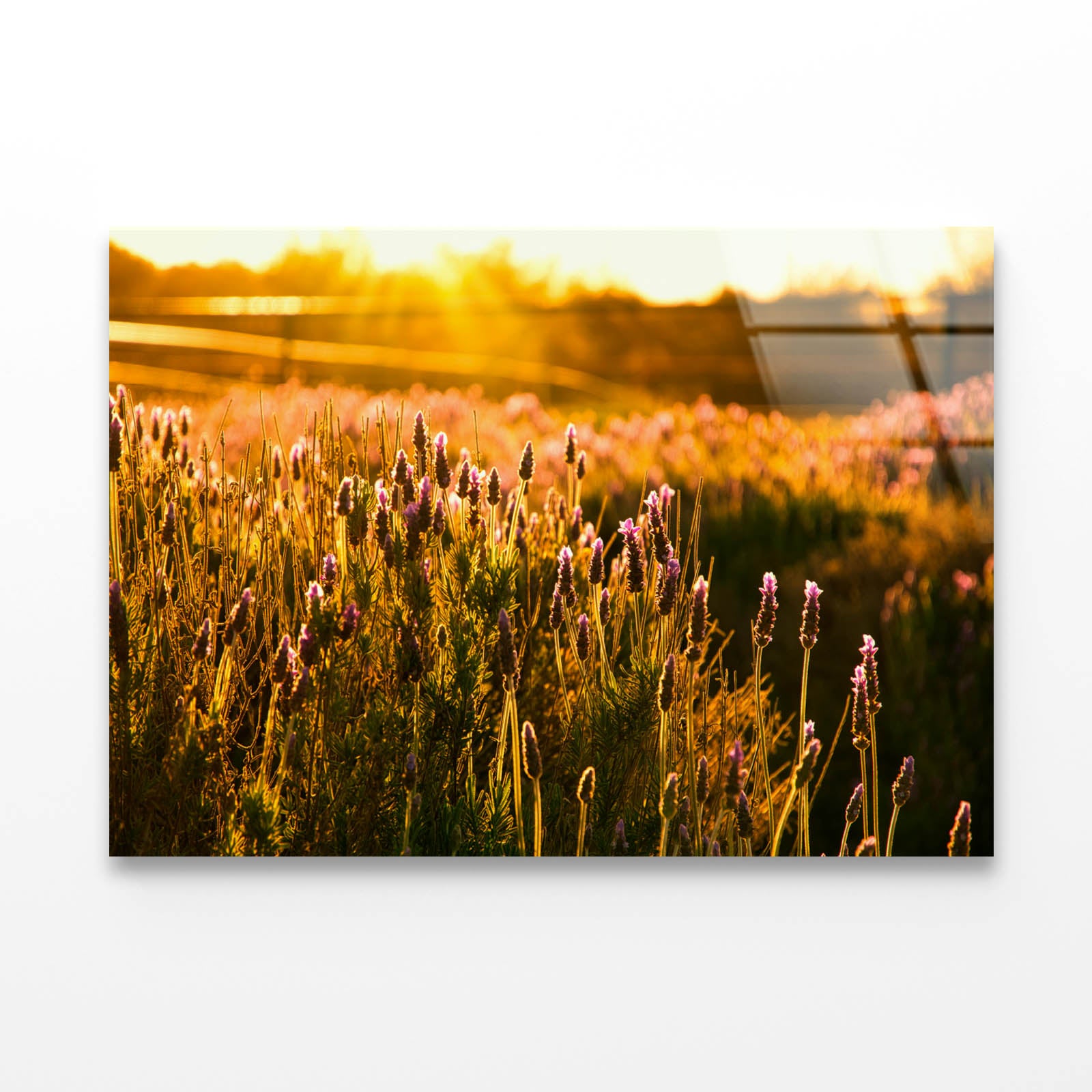 Field of Flowers Acrylic Glass Print Tempered Glass Wall Art 100% Made in Australia Ready to Hang