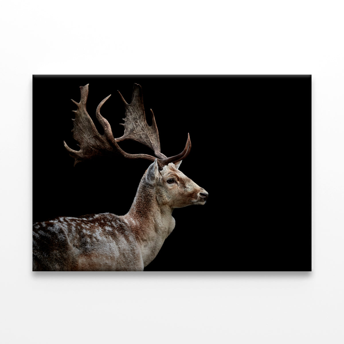 Male Fallow Deer on Black Background Wall Art Decor 100% Australian Made
