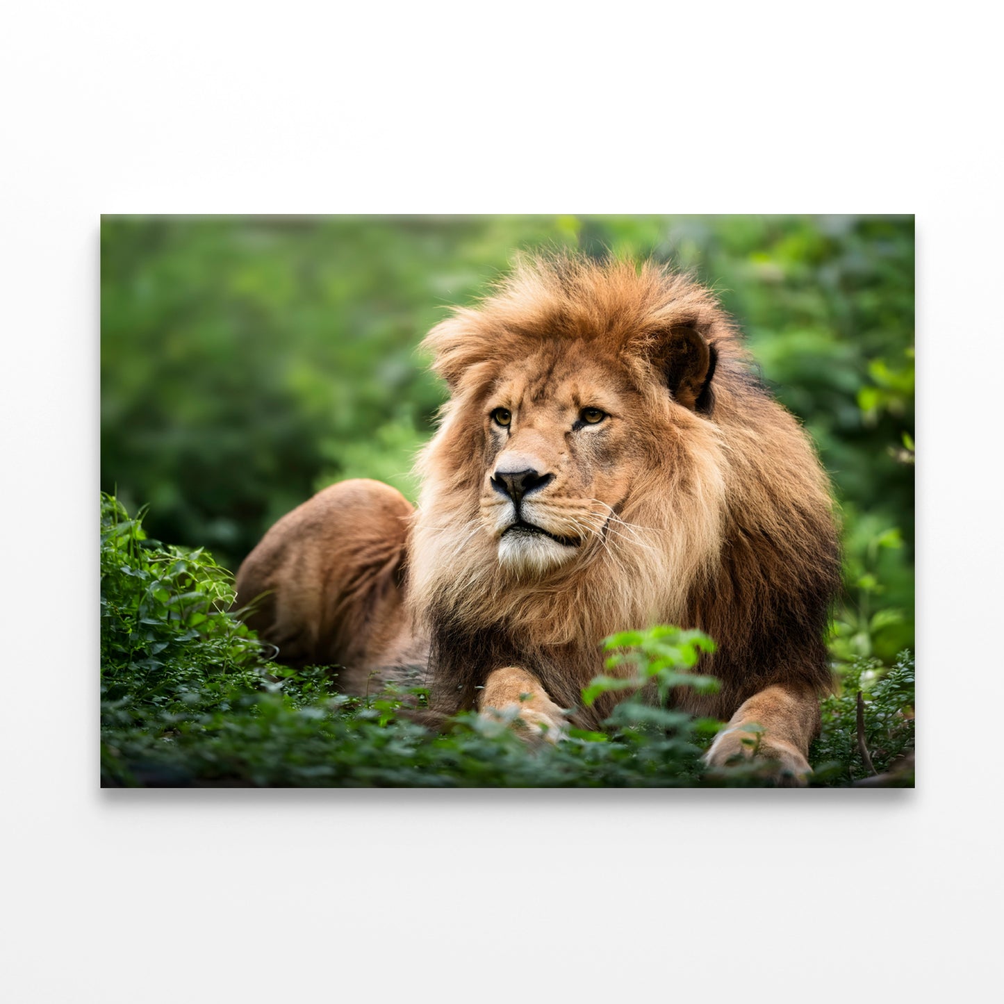 Lion in Daytime Green Wildlife Wall Art Decor 100% Australian Made