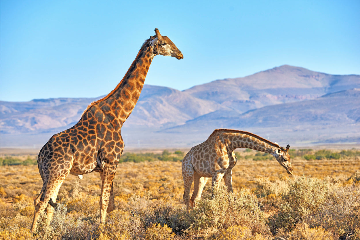 Wild Giraffes Namibia Savannah Wall Art Decor 100% Australian Made