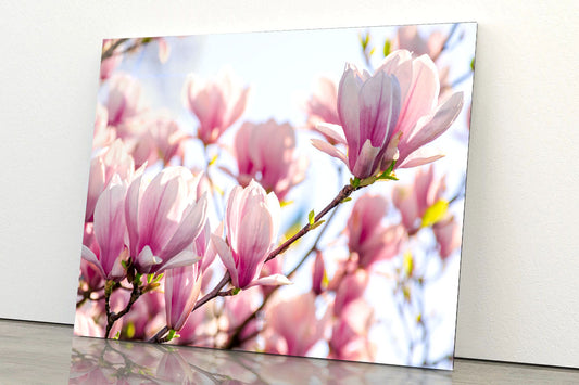 Magnolia Tree Pink Blossom Acrylic Glass Print Tempered Glass Wall Art 100% Made in Australia Ready to Hang