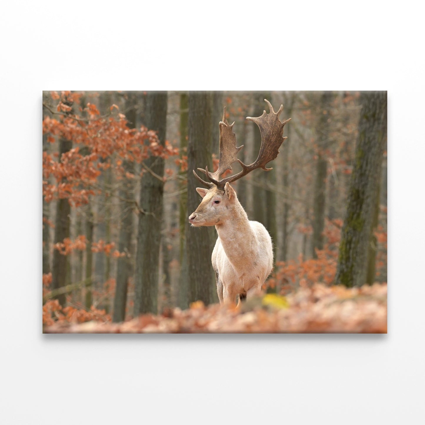 Fallow Deer Grazing in Meadow Wall Art Decor 100% Australian Made