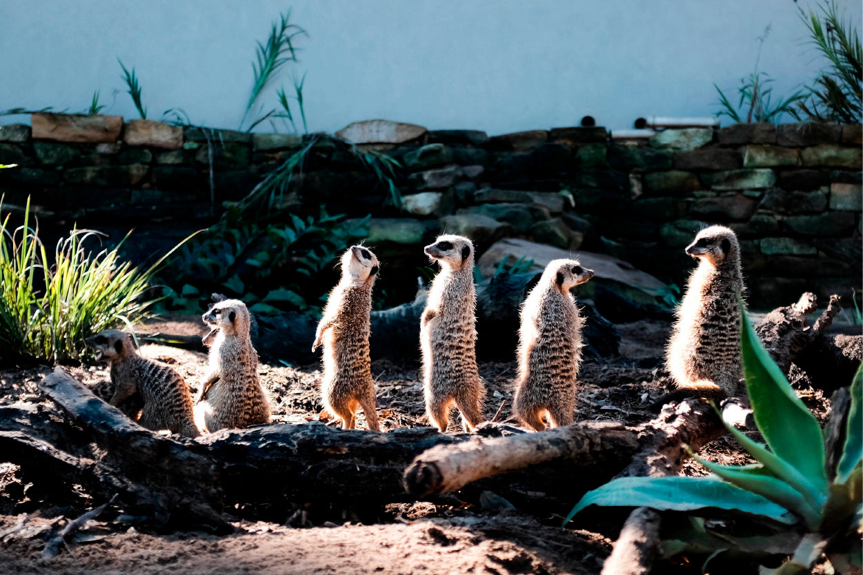 Meerkats at Taronga Zoo Sydney Wall Art Decor 100% Australian Made