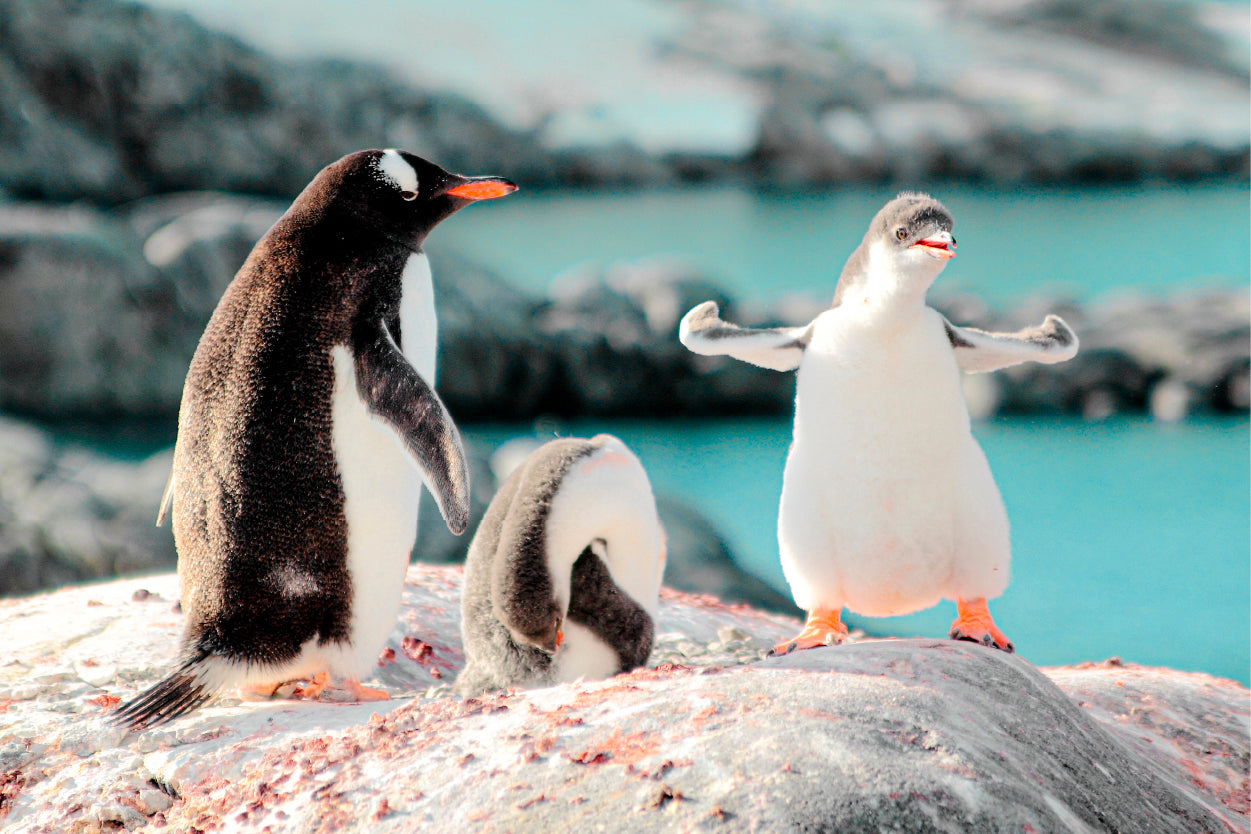 Cute Gentoo Baby Penguins on Rocks Black and White Birds Wall Art Decor 100% Australian Made