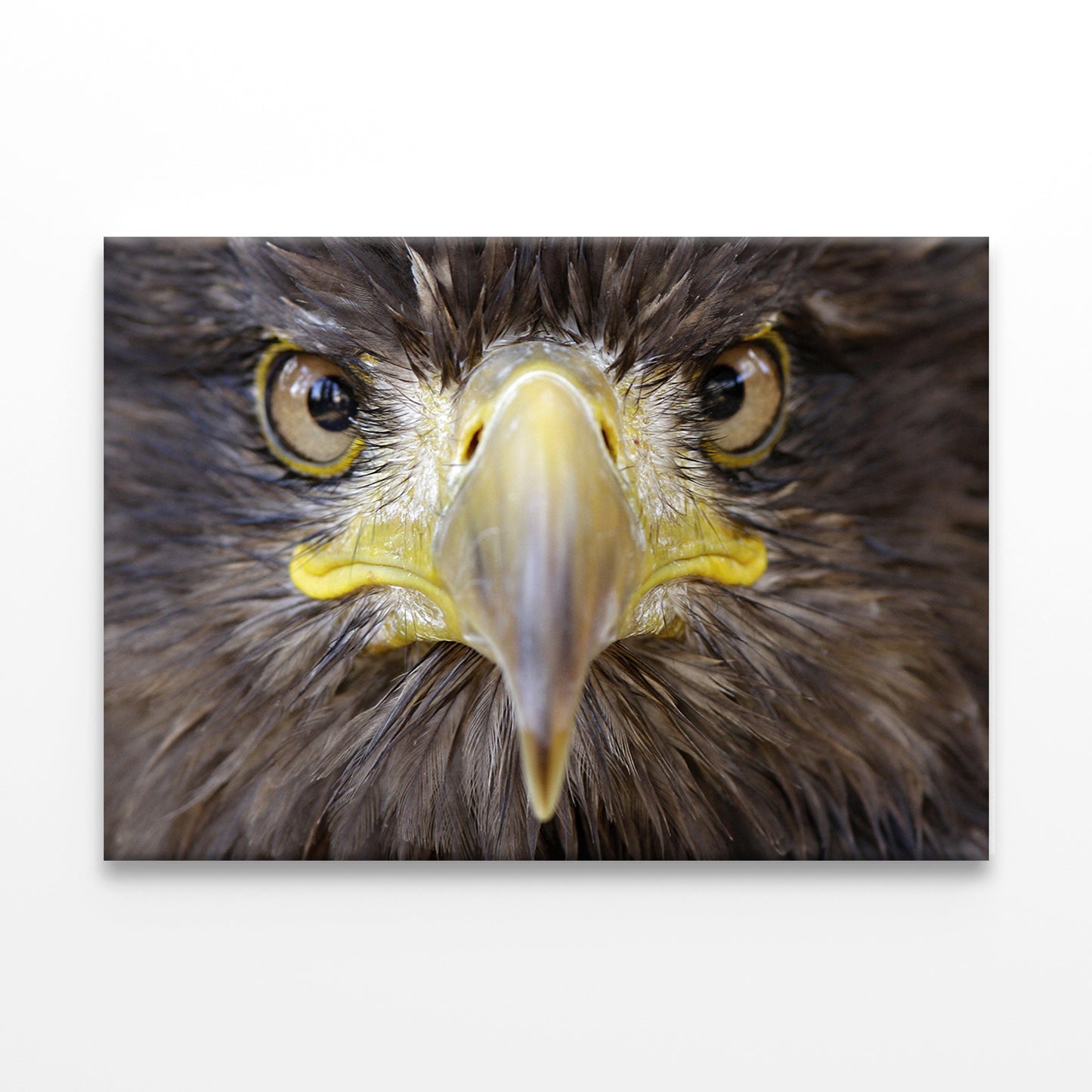 Sea Eagle Portrait Wall Art Decor 100% Australian Made