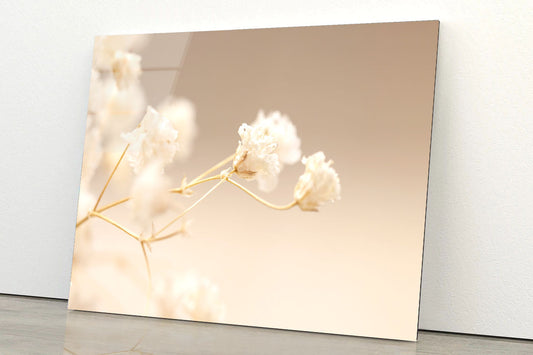 Gypsophila White Flowers Acrylic Glass Print Tempered Glass Wall Art 100% Made in Australia Ready to Hang