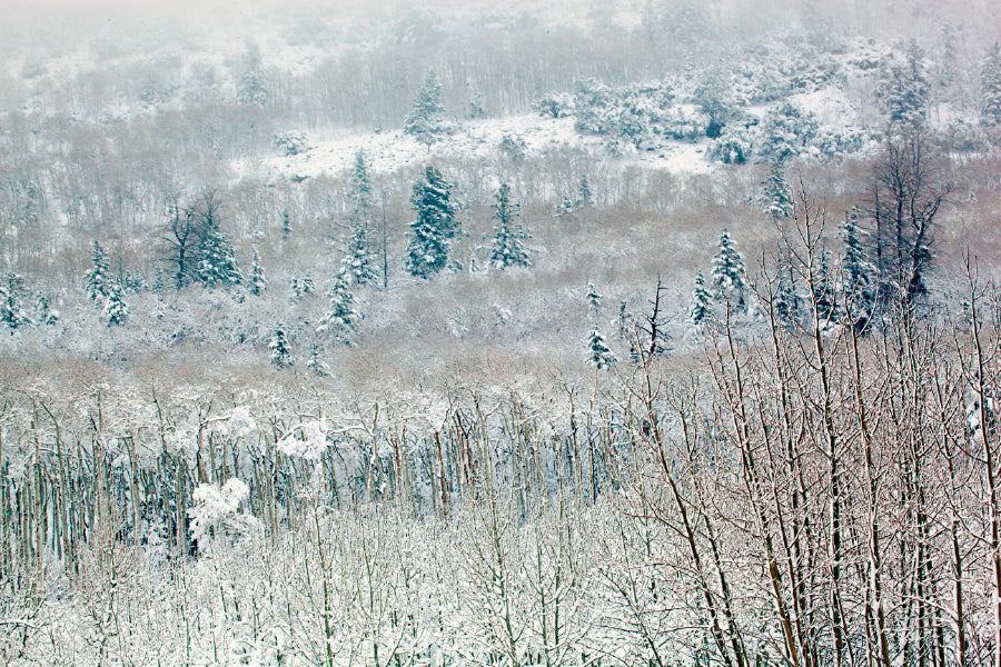 Snowy Winter Woodland Glass Framed Wall Art, Ready to Hang Quality Print