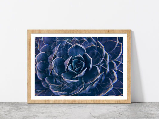 Succulent Rock Rose Closeup Glass Framed Wall Art, Ready to Hang Quality Print With White Border Oak