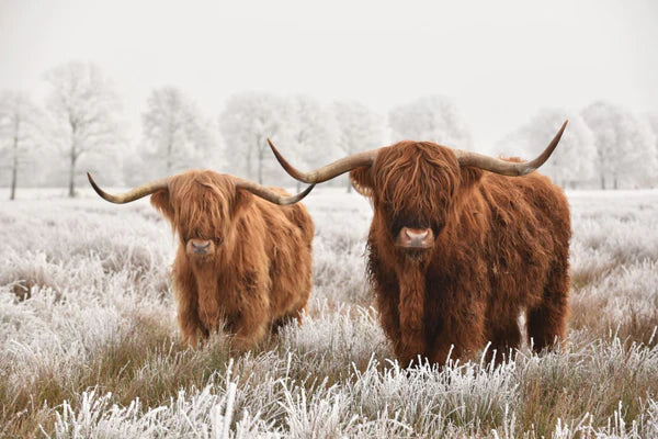 Highland Cows in Snow Forest Photograph 90x60cm Print 100% Australian Made - Bella Home Decor