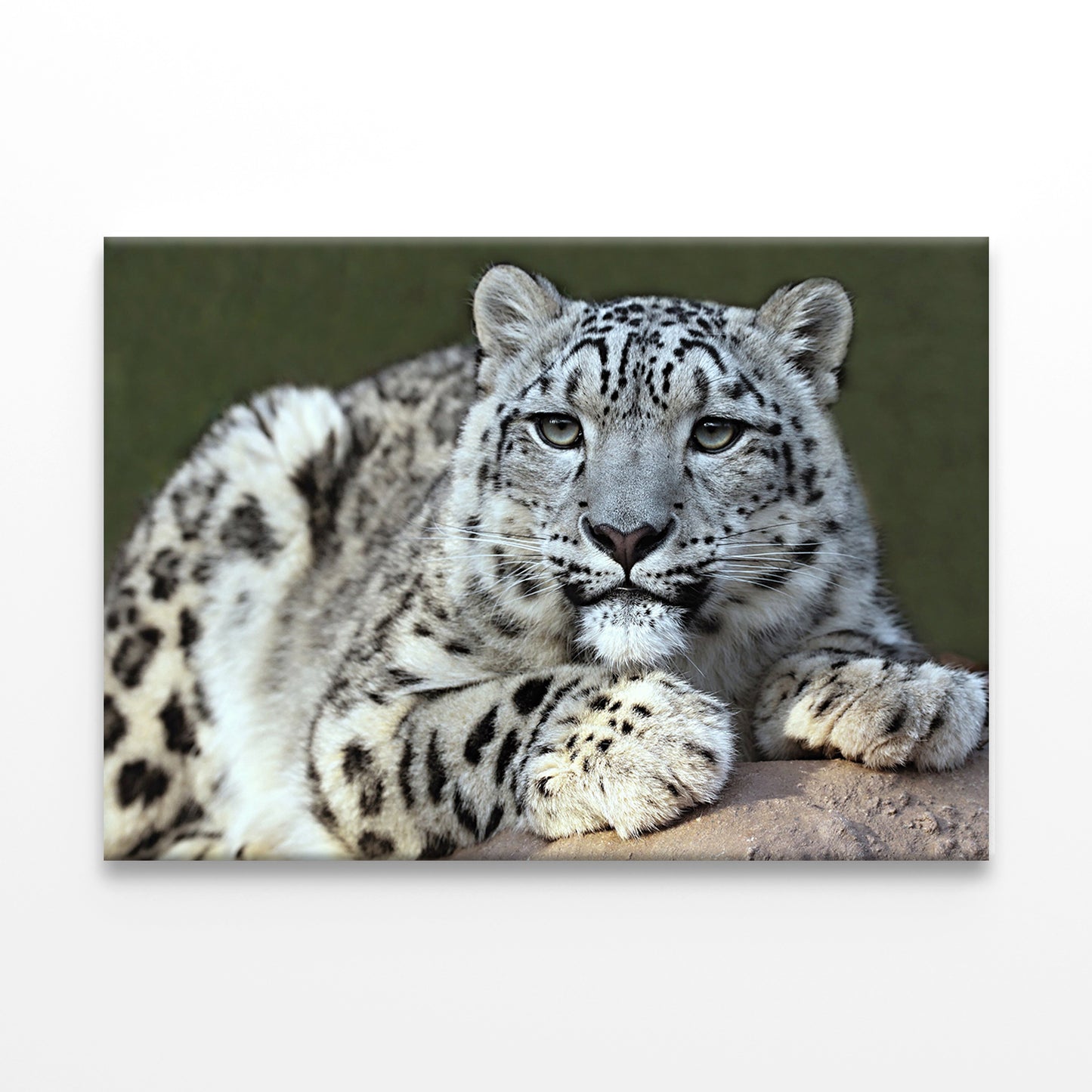 Snow leopard's portrait Wall Art Decor 100% Australian Made
